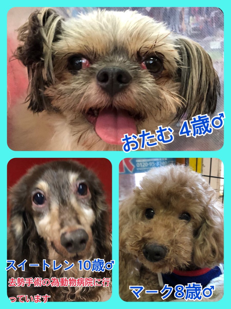 🐾今日の里親様募集中ワンコ🐶メンバーです🐾2019,6,29